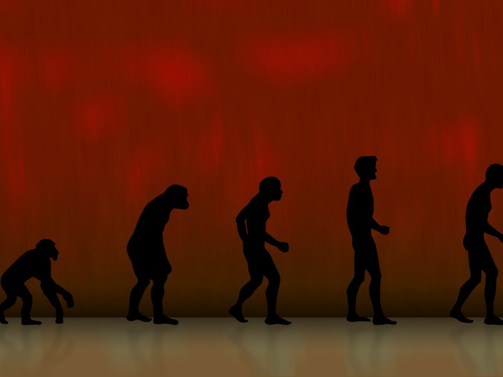 進化の画像
